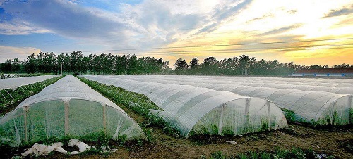 沒出倉庫就發(fā)黃，塑料吹膜如何選擇熒光增白劑？